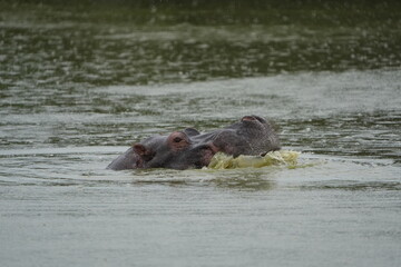 hippopotamus swimming in the water, lake mburo, uganda