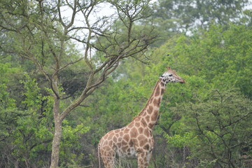 Giraffe standing and eating during a walking safari lake mburo, uganda