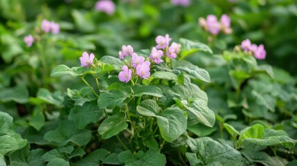 Obraz premium Healthy green flowering potato plants in the field in summer. Agricultural planting of potatoes in rows. Weed-free potato plantings
