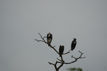 White-headed Vultures Perched on Tree – African Safari Wildlife Portrait Under Moody Sky