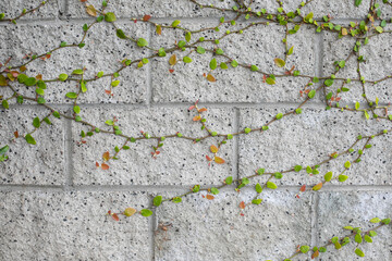 Obraz premium grey brick wall with small vine growth close up