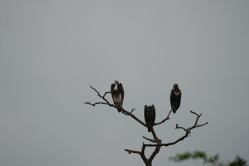 White-headed Vultures Perched on Tree – African Safari Wildlife Portrait Under Moody Sky