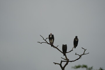 White-headed Vultures Perched on Tree – African Safari Wildlife Portrait Under Moody Sky