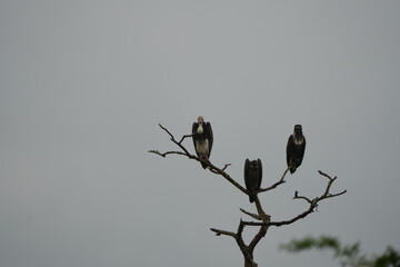 White-headed Vultures Perched on Tree – African Safari Wildlife Portrait Under Moody Sky