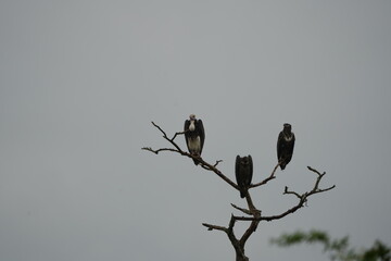 White-headed Vultures Perched on Tree – African Safari Wildlife Portrait Under Moody Sky