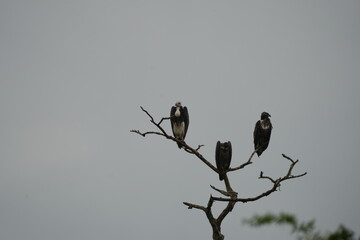 White-headed Vultures Perched on Tree – African Safari Wildlife Portrait Under Moody Sky
