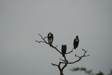 White-headed Vultures Perched on Tree – African Safari Wildlife Portrait Under Moody Sky