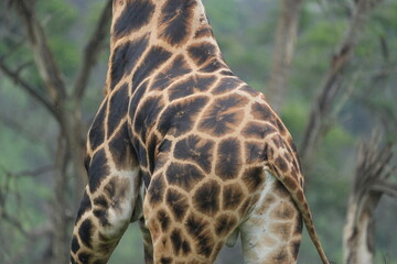 Close-Up of Dominant Male Giraffe’s Distinctive Coat Pattern in the Wild / uganda, lake mburo