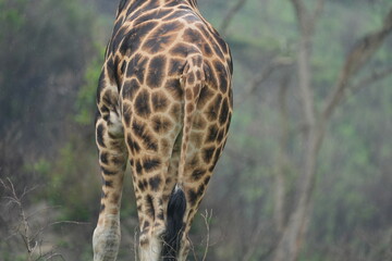 Close-Up of Dominant Male Giraffe’s Distinctive Coat Pattern in the Wild / uganda, lake mburo