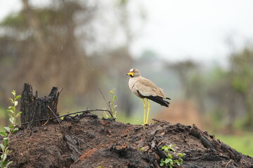 African Wattled Lapwing Standing Alert in the Rain – Lake Mburo National Park, Uganda