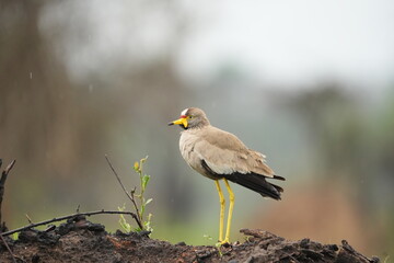 African Wattled Lapwing Standing Alert in the Rain – Lake Mburo National Park, Uganda