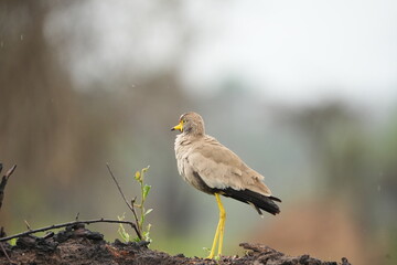 African Wattled Lapwing Standing Alert in the Rain – Lake Mburo National Park, Uganda