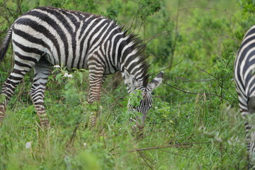 Obraz premium zebra grazing in lake mburo uganda