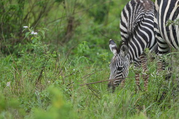 zebra grazing in lake mburo uganda