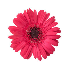 Red gerbera daisy flower isolated on transparent background