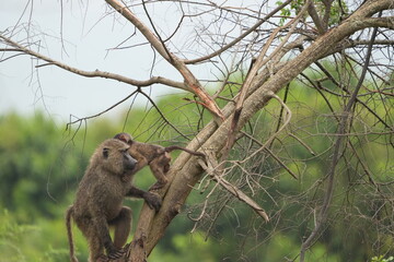 family of baboons hanging in a tree, wallpaper, lake mburo national park uganda