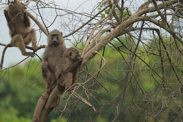 family of baboons hanging in a tree, wallpaper, lake mburo national park uganda