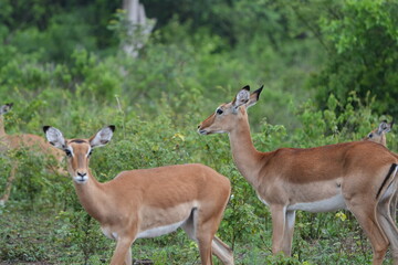 Impalas Grazing in the Bush – Lake Mburo National Park, Uganda