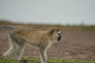 portrait of a vervet monkey walking along the shores of lake mburo in Uganda