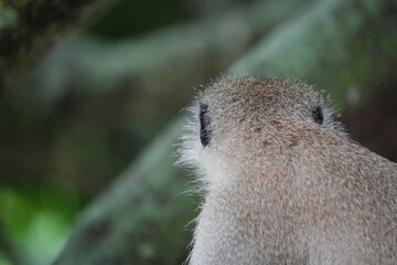Vervet Monkey from Behind – Quiet Observation in Lake Mburo National Park