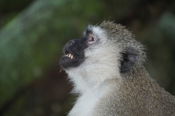 Vervet Monkey Side Profile – Expressive Portrait in Lake Mburo National Park, Uganda