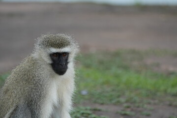 portrait of a vervet monkey in the lake mburo national park uganda