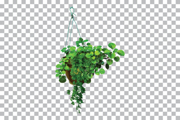 Hanging Potted Plants on Transparent Background