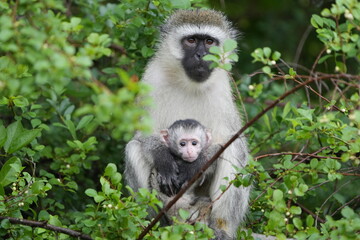 portrait of a vervet monkey and her baby, lake mburo national park, uganda, walking safari