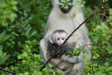 portrait of a vervet monkey and her baby, lake mburo national park, uganda, walking safari