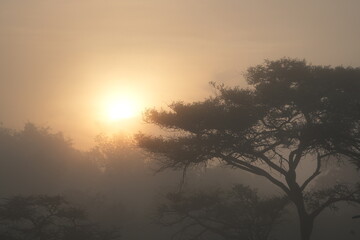sunrise in the savannah of lake mburo uganda, wallpaper idyllic backtround tourism