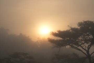 Naklejka premium sunrise in the savannah of lake mburo uganda, wallpaper idyllic backtround tourism