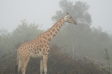 A giraffe (Giraffa camelopardalis) with golden-brown patterned coat standing against misty gray woodland backdrop at Lake Mburo National Park, Uganda.