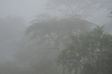 misty morning in mburo national park uganda, beautiful tranquil background, nature