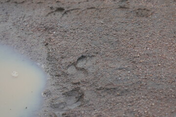 Tracks of a Giant – Hippopotamus Footprints in the Muddy Earth lake mburo uganda