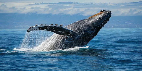 Papier peint photo  Massive humpback whale breaching in the ocean  © Chanrothana Pech