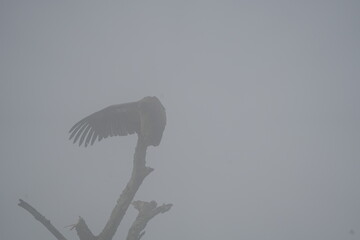 vulture perching on a branch in the morning fog, lake mburo, uganda