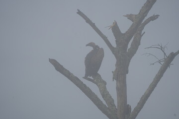 vulture perching on a branch in the morning fog, lake mburo, uganda