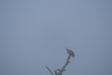 vulture perching on a branch in the morning fog, lake mburo, uganda