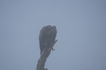 vulture perching on a branch in the morning fog, lake mburo, uganda