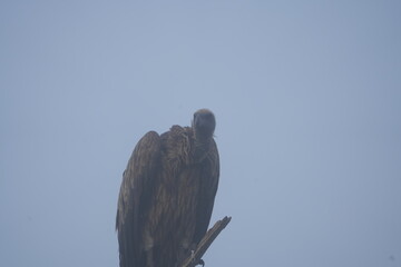 vulture perching on a branch in the morning fog, lake mburo, uganda