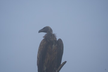 vulture perching on a branch in the morning fog, lake mburo, uganda