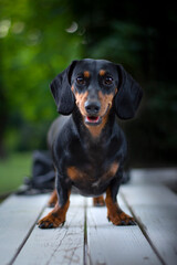 Cute dachshund dog outdoor portrait