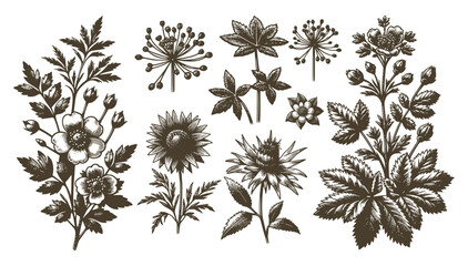 Vintage Engraved Wildflower Vector Sketch Set Collection Featuring Rustic Botanical Flowers, Leaves, Buds, And Seed Heads In Classic Style  