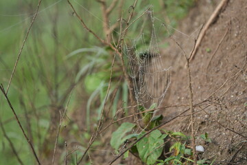 spider web with dew drops