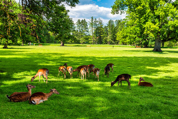 Group of wild fallow deers resting in the garden of medieval Castle Blatna deer in its natural...