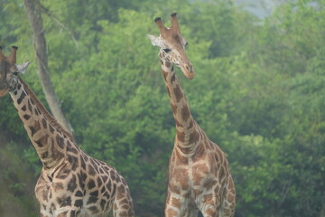 portrait headshot of a giraffe in lake mburo national park uganda