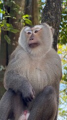 Monkeys 