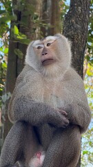 Monkeys 