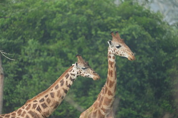 portrait of a set of giraffes in the lake mburo national park in uganda, wallpaper, marketing