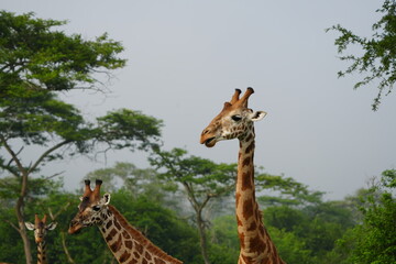 portrait of giraffes, close up, headshot, in lake mburo national park uganda
